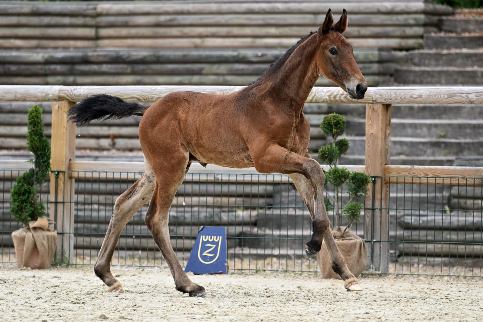 DINOZO DE REVE Z - Grandson of 1.60m Santa Catarina LS La